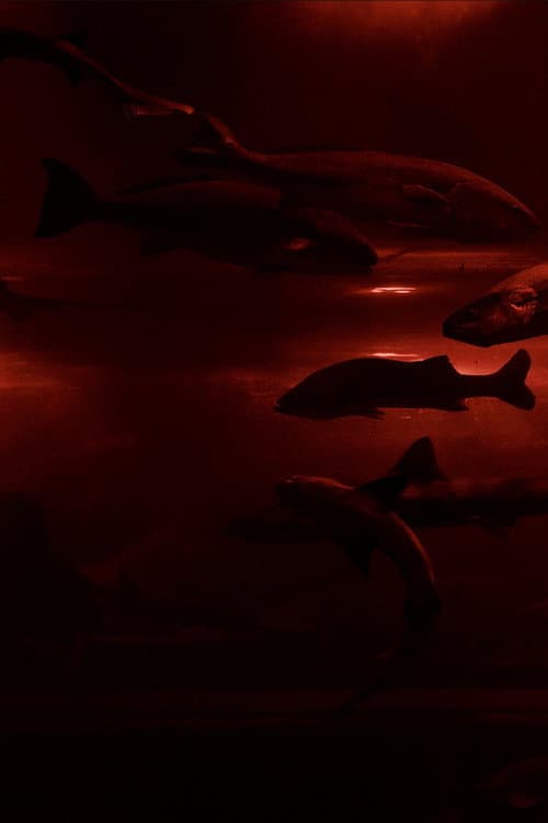 Red Wave